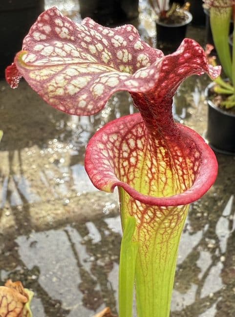 H28 H224 Sarracenia x moorei cv John David King