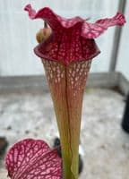 H29 Sarracenia cv Diane Whittaker