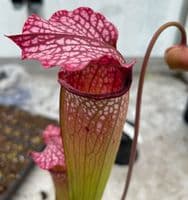 H29 Sarracenia cv Diane Whittaker