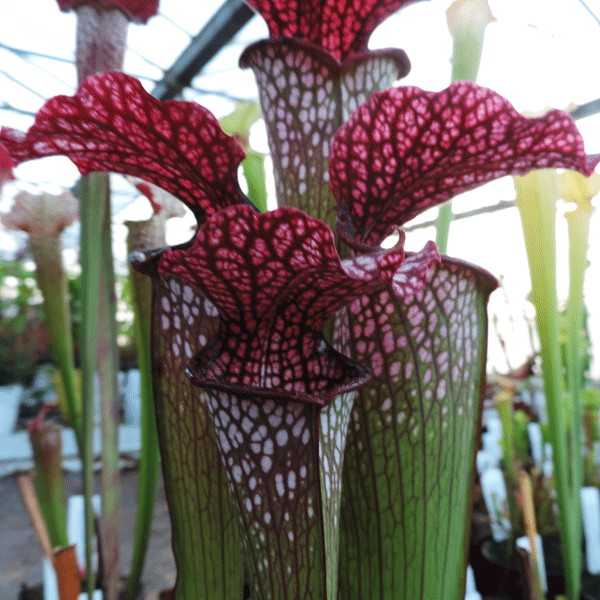 H29 Sarracenia cv Diane Whittaker
