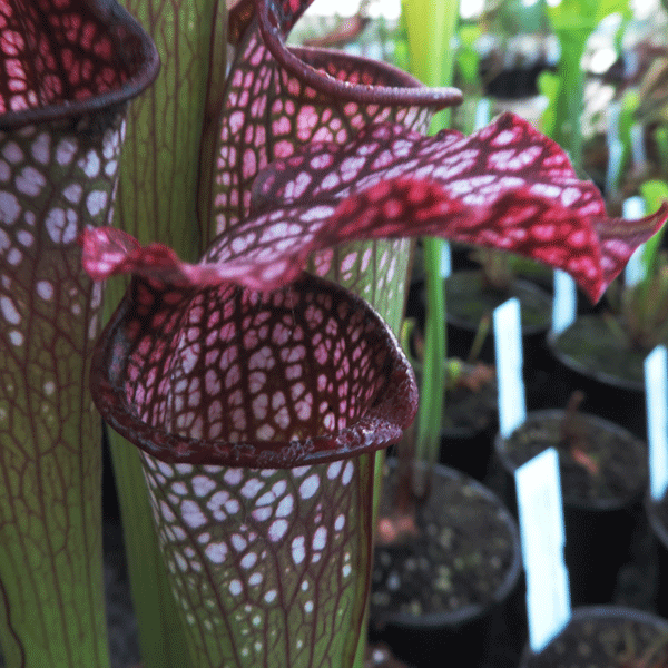 H29 Sarracenia cv Diane Whittaker
