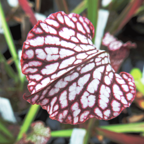 H29 Sarracenia cv Diane Whittaker