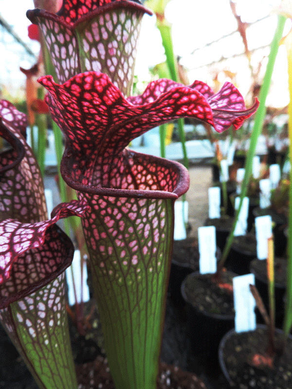 H29 Sarracenia cv Diane Whittaker