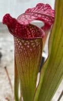 H29 Sarracenia cv Diane Whittaker
