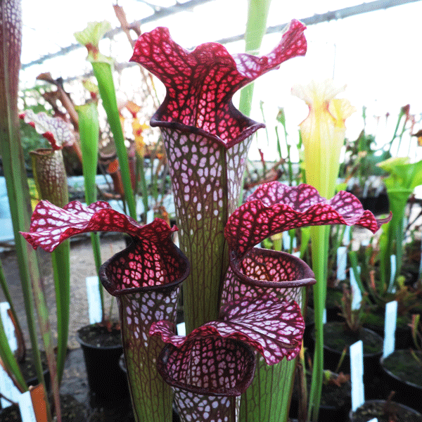 H29 Sarracenia cv Diane Whittaker