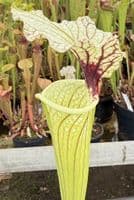 H3 G10 HC226 x S.x moorei select