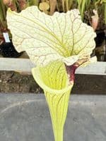 H3 G10 HC226 x S.x moorei select