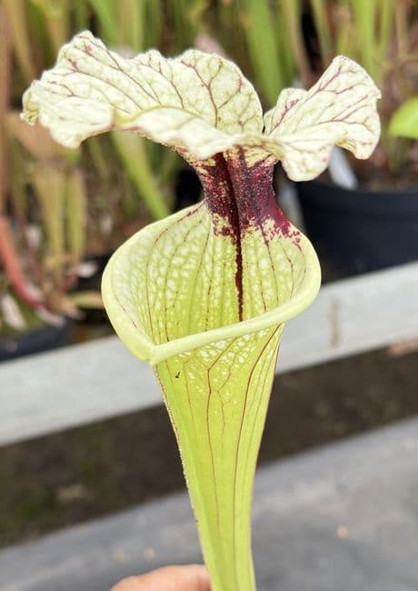 H3 G10 HC226 x S.x moorei select