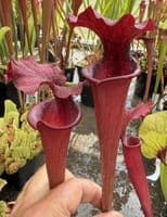 H30 H11 Sarracenia x moorei (red)