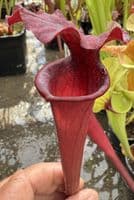 H30 H11 Sarracenia x moorei (red)