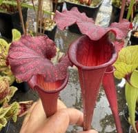 H30 H11 Sarracenia x moorei (red)