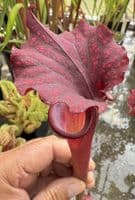 H30 H11 Sarracenia x moorei (red)