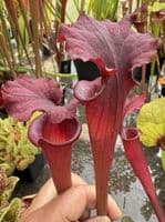 H30 H11 Sarracenia x moorei (red)