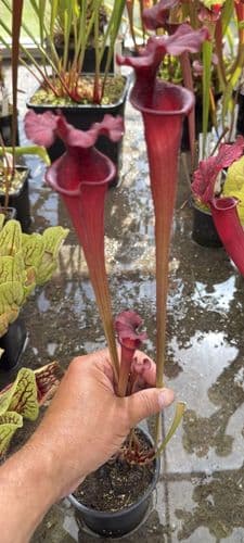 H30 H11 Sarracenia x moorei (red)