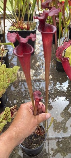 H30 H11 Sarracenia x moorei (red)