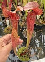 H31 SH700 Sarracenia cv Johnny Marr