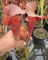 H31 SH700 Sarracenia cv Johnny Marr