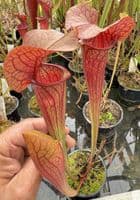 H31 SH700 Sarracenia cv Johnny Marr