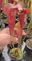 H31 SH700 Sarracenia cv Johnny Marr