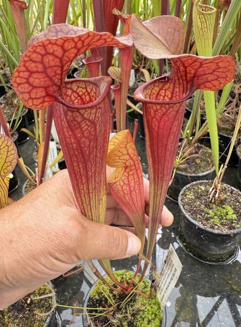 H31 SH700 Sarracenia cv Johnny Marr