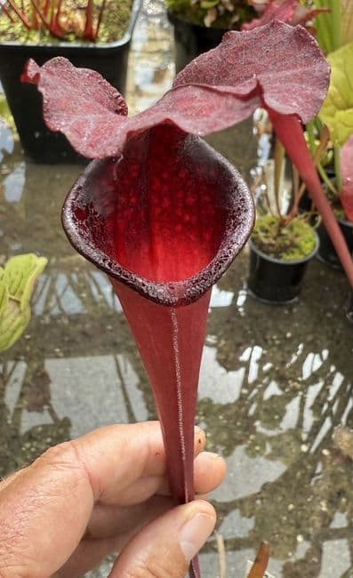 H32 PF02 S.leuco purple lips x S.flava var ornata