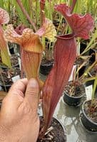 H33 DISP 3 S. x mitcheliiana pubescent