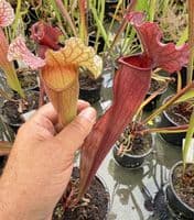 H33 DISP 3 S. x mitcheliiana pubescent