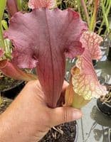 H33 DISP 3 S. x mitcheliiana pubescent