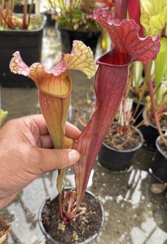 H33 DISP 3 S. x mitcheliiana pubescent