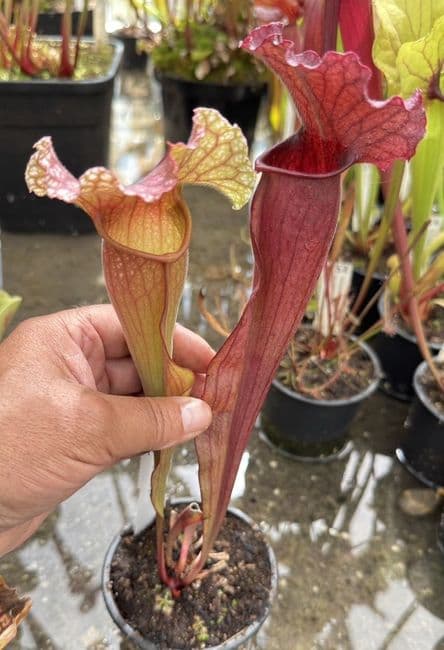 H33 DISP 3 S. x mitcheliiana pubescent