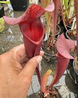 H34 S.cv Asbo x S.cv Peaches