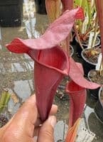 H34 S.cv Asbo x S.cv Peaches