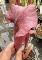 H34 S.cv Asbo x S.cv Peaches