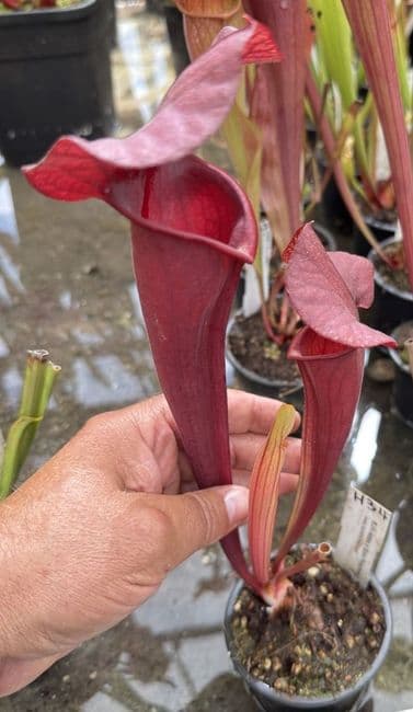 H34 S.cv Asbo x S.cv Peaches