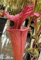 H36 G9 HC221 x S.x morei Gulf