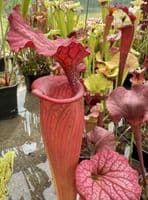 H36 G9 HC221 x S.x morei Gulf