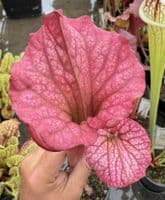 H36 G9 HC221 x S.x morei Gulf