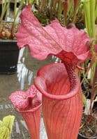 H36 G9 HC221 x S.x morei Gulf