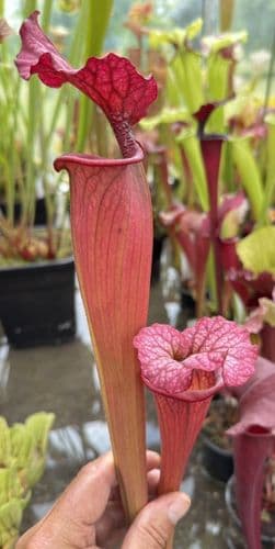 H36 G9 HC221 x S.x morei Gulf