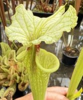 H37 G9 HC221 x S.x morei Gulf