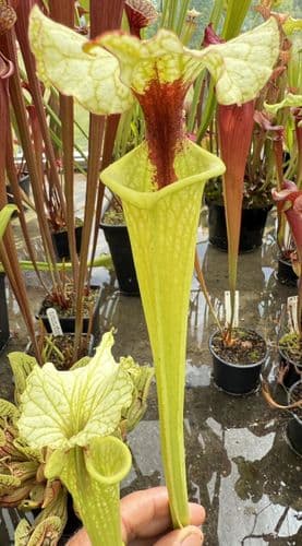 H37 G9 HC221 x S.x morei Gulf