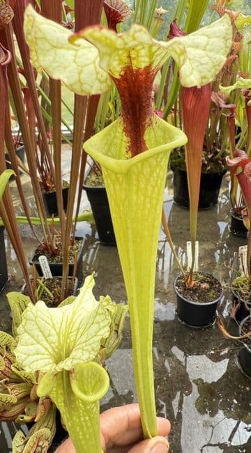 H37 G9 HC221 x S.x morei Gulf