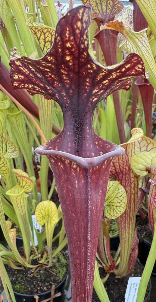 H39 Sarracenia x moorei SH76