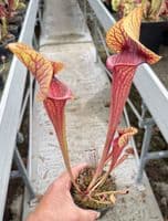 H40 S.cv Asbo x S.cv Peaches