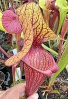 H40 S.cv Asbo x S.cv Peaches