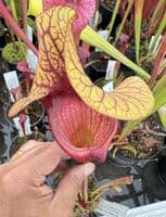 H40 S.cv Asbo x S.cv Peaches