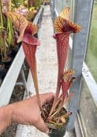 H40 S.cv Asbo x S.cv Peaches