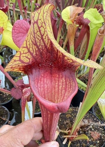 H40 S.cv Asbo x S.cv Peaches