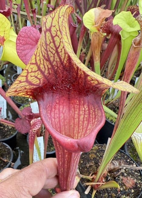 H40 S.cv Asbo x S.cv Peaches