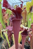 H41 S.cv Leah Wilkerson x S.cv Juthatip Soper